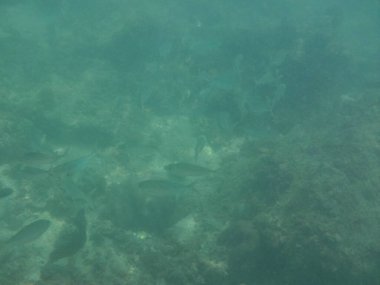 Selar crumenophthalmus balığı nisan ayında Umman Körfezi 'nde yüzer. Büyük göz pisliği, Selar crumenophthalmus, dünyanın dört bir yanındaki tropikal bölgelerde bulunan bir okyanus balığı türüdür. Khor Fakkan, Sharjah, BAE.