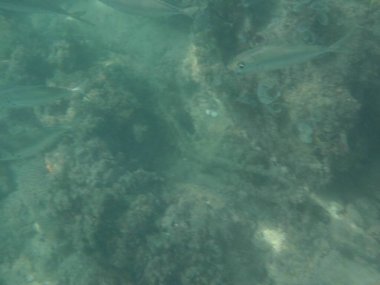 Selar crumenophthalmus balığı nisan ayında Umman Körfezi 'nde yüzer. Büyük göz pisliği, Selar crumenophthalmus, dünyanın dört bir yanındaki tropikal bölgelerde bulunan bir okyanus balığı türüdür. Khor Fakkan, Sharjah, BAE. 