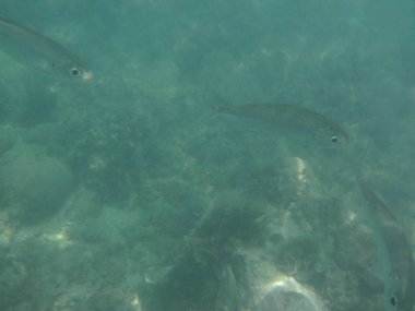 Selar crumenophthalmus balığı nisan ayında Umman Körfezi 'nde yüzer. Büyük göz pisliği, Selar crumenophthalmus, dünyanın dört bir yanındaki tropikal bölgelerde bulunan bir okyanus balığı türüdür. Khor Fakkan, Sharjah, BAE. 