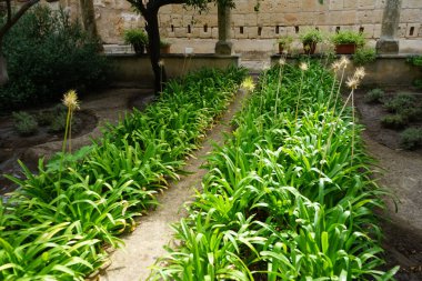 Agapanthus africanus tohumları Eylül 'de yetişir. Agapanthus africanus, Nil zambağı, Agapanthus familyasından bir bitki türü. Palma, Mallorca, İspanya. 