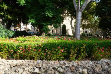 Begonya guguk kuşu Eylül ayında pembe kırmızı çiçeklerle çiçek açar. Begonya cucullata, begonyalıgiller (Begoniaceae) familyasından bir kuş türü. Palma, Mallorca, İspanya.  