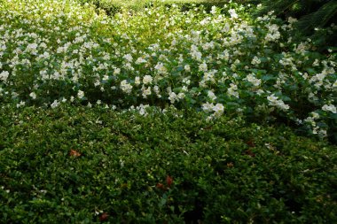 Begonya guguk kuşu eylülde beyaz çiçeklerle çiçek açar. Begonya cucullata, begonyalıgiller (Begoniaceae) familyasından bir kuş türü. Palma, Mallorca, İspanya.                               