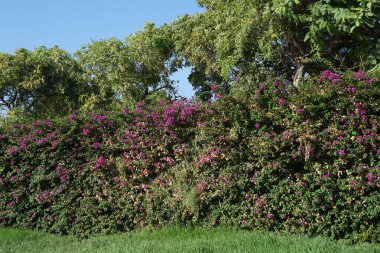 Bougainvillea glabra Eylül ayında mor çiçeklerle açar. Bougainvillea glabra, kartonpiyergiller (Bougainvillea) familyasından bir glabra türü. Palma, Mallorca, İspanya.                   