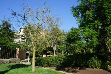 Ceiba Specosa ağacı eylülde çiçek açar. Ceiba spesosa, (eski adı Chorisia speciosa olan palo borracho) yapraklı bir ağaç türüdür. Palma, Mallorca, İspanya.                                