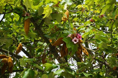 Brachychiton renk değişimi ağacı Eylül ayında büyür. Brachychiton renk değişimi, lacebark ağacı, dantel kurrajong, pembe kurrajong, çalılık şişesi ağacı, beyaz kurrajong, şapka ağacı ve çınar ağacıdır. Palma, Mallorca, İspanya. 
