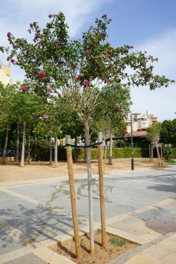 Hibiscus Syriacus eylülde çifte pembe çiçeklerle çiçek açar. Hibiscus syriacus, Malvaceae familyasından bir bitki türü. Palma, Mallorca, İspanya. 
