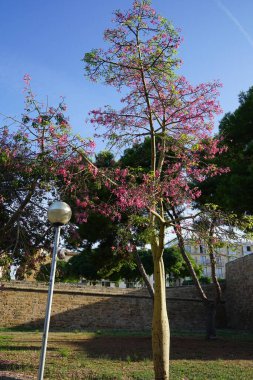Ceiba Specosa ağacı eylülde çiçek açar. Ceiba spesosa, (eski adı Chorisia speciosa olan palo borracho) yapraklı bir ağaç türüdür. Palma, Mallorca, İspanya.  