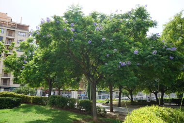 Palma, Mallorca, İspanya - 11 Eylül 2023: Jakaranda mimozomları Eylül ayında mavi çiçeklerle çiçek açarlar. Jacaranda mimosifolisi (Jacaranda mimosifolia), mavi jakaranda, siyah poui, Nupur veya eğreltiotu ağacı.. 