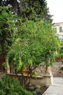 Punica granatum ve meyveler Eylül 'de yetişir. Nar, Punica granatum, Lythraceae familyasından, alt familya Punicoideae 'de meyve içeren bir yaprak döken çalıdır. Palma, Mallorca, İspanya. 
