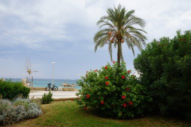 Hibiscus rosa-sinensis, Nerium oleander çalıları, Phoenix Dactylifera palmiyesi ve diğer bitkiler Eylül ayında Akdeniz kıyısında yetişir. Palma, Mallorca, İspanya.                              