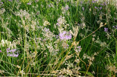 Tulbaghia eylül ayında çiçek açar. Tulbaghia ihlali (