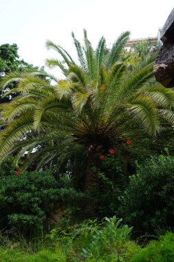 Hibiscus rosa-sinensis, Eylül ayında Phoenix kanarya palmiyelerinin arka planında çiçek açar. Hibiscus rosa-sinensis, Chinese-, Hawaiian hibiscus, China rose, rose mallow ve Shoeblackplant bir amfibik. Palma, Mallorca, İspanya.