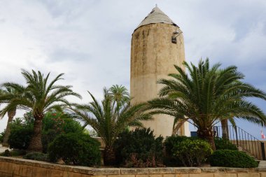 Tarihi değirmen, Palma de Mallorca 'nın Es Jonquet değirmeni bölgesinde Eylül ayında çiçek açan Nerium zakkum çalılarıyla çevrilidir. İspanya, Balear Adaları, Avrupa.