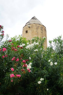Tarihi değirmen, Palma de Mallorca 'nın Es Jonquet değirmeni bölgesinde Eylül ayında çiçek açan Nerium zakkum çalılarıyla çevrilidir. İspanya, Balear Adaları, Avrupa.