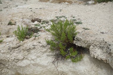 Dittrichia viscosa Eylül 'de yetişir. Dittrichia viscosa, sahte sarı başlı, odunsu pire, yapışkan pire ve sarı pireli papatya familyasından bir çiçektir. Palma, Mallorca, İspanya.
