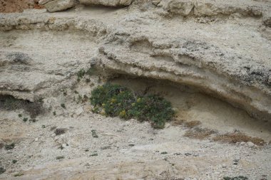 Crithmum Maritimum Eylül 'de çiçek açacak. Crithmum, Apiaceae familyasından tek türü Crithmum maritimum olan ve kaya samphire, deniz rezenesi olarak bilinen bir bitki cinsidir. Palma, Mallorca, İspanya.
