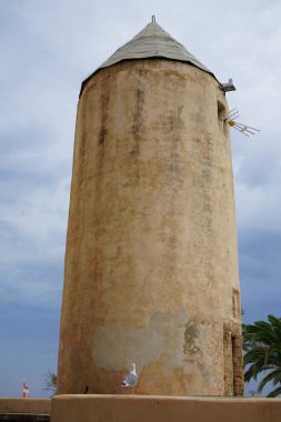 Larus michahellis kuşu, İspanya 'nın Palma de Mallorca kentindeki Es Jonquet değirmen bölgesinde bulunan tarihi değirmenin yakınında yer alır. Sarı bacaklı martı Larus michahellis, büyük bir martıdır.. 