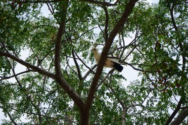 Eylül ayında Palma de Mallorca 'da Melia azedarach' ta bir ağaca tünemiş siyah benekli beyaz bir kaya güvercini. Kaya güvercini, Columba livya, Columbidae kuş familyasının bir üyesidir..