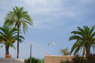 Sarı bacaklı martı, Larus michahellis, İspanya 'nın Palma de Mallorca kentindeki Es Jonquet değirmeni bölgesinde Akdeniz' e doğru uçar. Sarı bacaklı martı Larus michahellis, büyük bir martıdır..