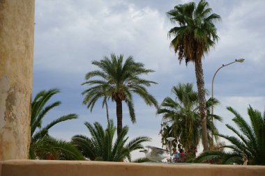 Larus michahellis kuşu, İspanya 'nın Palma de Mallorca kentindeki Es Jonquet değirmen bölgesinde bulunan tarihi değirmenin yakınında yer alır. Sarı bacaklı martı Larus michahellis, büyük bir martıdır.. 