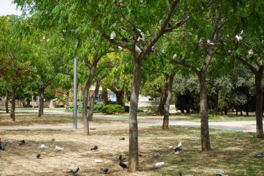 Eylül ayında Palma de Mallorca 'da Melia azedarach meyveleriyle birlikte bir ağaç korusunda oturan güvercinler. Kaya güvercini, Columba livya, Columbidae kuş familyasının bir üyesidir. İspanya.