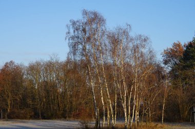 Güzel karlı doğa manzarası Aralık ayında Innovationspark Wuhlheide 'de görülebilir. Berlin, Almanya, Avrupa.
