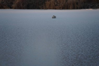 Aralık ayında genç, kahverengi, dilsiz bir kuğu Wuhlesee ya da Wuhlebecken buzunun üzerinde oturur. Dilsiz kuğu (