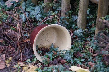Ocak ayında Hedera Helix 'in önündeki bahçede bir saksı bulunur. Hedera sarmaşığı (İngilizce: 