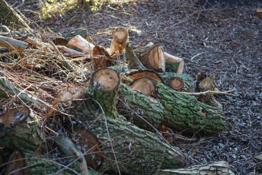 Devrilmiş bir ağacın kütükleri ve dalları Ocak ayında bir dinlenme alanında bulunur. Berlin, Almanya, Avrupa. 