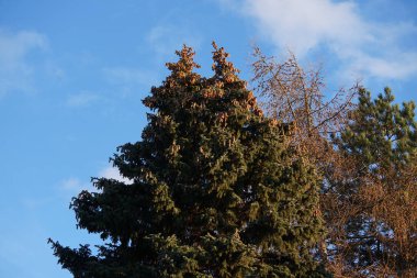 Ocak ayında mavi gökyüzüne karşı külahlı piknik büyür. Pikea abies (Norveç ladini veya Avrupa ladini) ladin türünün bir türüdür. Berlin, Almanya, Avrupa. 