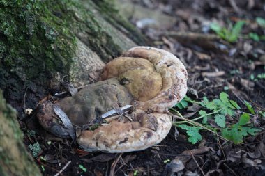 Mantar Ganoderma applanatumu Ocak ayında büyür. Ganoderma applanatum, ressamın parantezi, sanatçı mantarı veya ayı ekmeği, kozmopolit dağılımı olan bir parantez mantarıdır. Berlin, Almanya, Avrupa. 