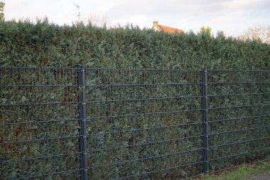 Ocak ayında çitin arkasında mavi iğneli ChamaecyParis Lawsoniana büyür. Chamaecyparis lawsoniana, Cupressaceae familyasından Chamaecyparis cinsinde bir kozalak türüdür. Berlin, Almanya, Avrupa.