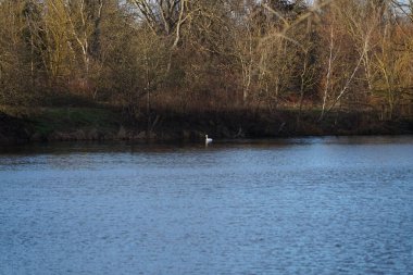 Ocak ayında dilsiz bir kuğu Wuhlesee veya Wuhlebecken boyunca yüzer. Dilsiz kuğu (