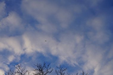 Ocak ayında Berlin, Almanya ve Avrupa üzerinde bulutlu bir gökyüzüne doğru uçan bir kuş..