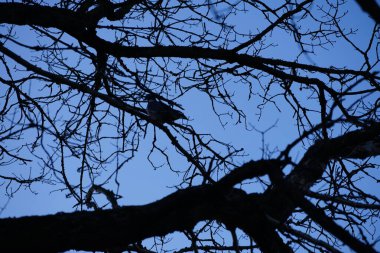 Ocak ayında bir Columba palumbus kuşu bir ağaç dalında oturur. Kolomb palumbus güvercini güvercin ve güvercin familyasının büyük bir türüdür. Berlin, Almanya, Avrupa. 