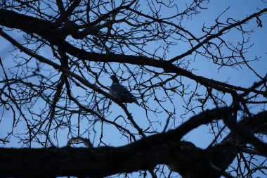 Ocak ayında bir Columba palumbus kuşu bir ağaç dalında oturur. Kolomb palumbus güvercini güvercin ve güvercin familyasının büyük bir türüdür. Berlin, Almanya, Avrupa. 