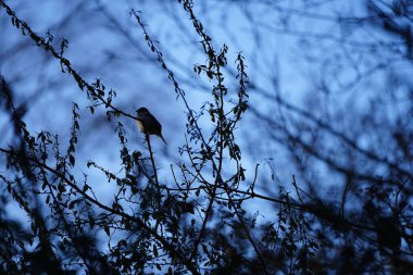 Ocak ayında Pyracantha Coccinea ve Sambucus Nigra 'da bir ev serçesi oturur. Ev serçesi, Passer domesticus, Serçe familyasından bir kuş türü. Berlin, Almanya, Avrupa.