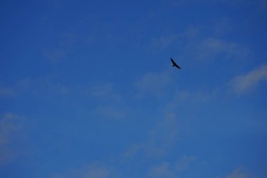Ocak ayında bir Corvus Cornix kuşu gökyüzünde uçar. Kukuletalı karga (