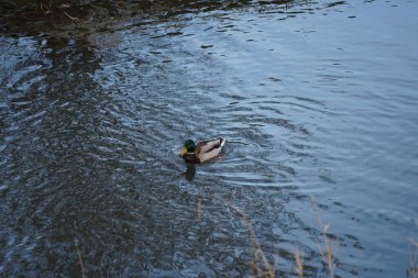 Erkek bir yaban ördeği Ocak ayında Wuhle Nehri boyunca yüzer. Yaban ördeği (
