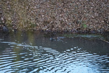 Ocak ayında dar Wuhle Nehri civarında Gallinula kloropus kuşları yaşar. Dağ tavuğu (