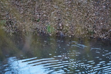 Ocak ayında dar Wuhle Nehri civarında Gallinula kloropus kuşları yaşar. Dağ tavuğu (