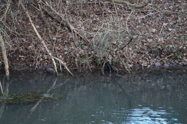 Ocak ayında dar Wuhle Nehri civarında Gallinula kloropus kuşları yaşar. Dağ tavuğu (