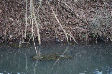 Ocak ayında dar Wuhle Nehri civarında Gallinula kloropus kuşları yaşar. Dağ tavuğu (