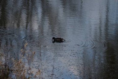 Gallinula kloropusu Ocak ayında dar Wuhle nehrinin yakınında yaşar. Dağ tavuğu (