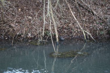 Gallinula kloropusu Ocak ayında dar Wuhle nehrinin yakınında yaşar. Dağ tavuğu (
