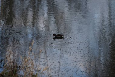 Gallinula kloropusu Ocak ayında dar Wuhle nehrinin yakınında yaşar. Dağ tavuğu (