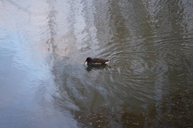 Gallinula kloropusu Ocak ayında dar Wuhle nehrinin yakınında yaşar. Dağ tavuğu (