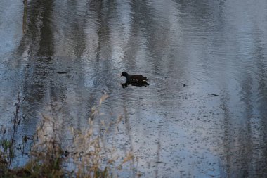 Gallinula kloropusu Ocak ayında dar Wuhle nehrinin yakınında yaşar. Dağ tavuğu (