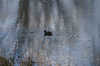 Gallinula kloropusu Ocak ayında dar Wuhle nehrinin yakınında yaşar. Dağ tavuğu (