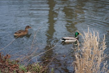 Dişi ve erkek yaban ördekleri Ocak ayında Wuhle Nehri boyunca yüzerler. Yaban ördeği (